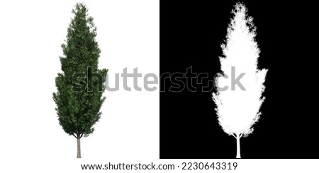 Italian Cypress Tree isolated on white background with alpha clipping mask Royalty-Free Stock Photo #2230643319