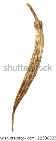 close-up of dried okra or okro pod, also known as ladies' fingers, using dry vegetable to harvest or collect seeds, isolated on white background