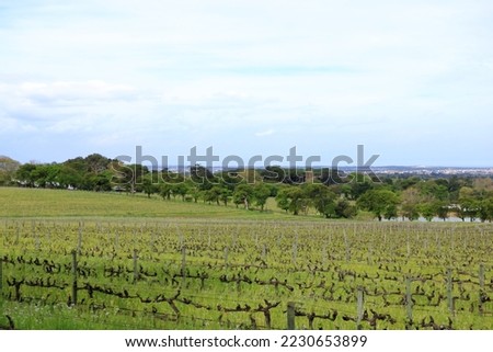 Vineyards landscape in Constantia valley, groot constantia, Cape Town in South Africa Royalty-Free Stock Photo #2230653899