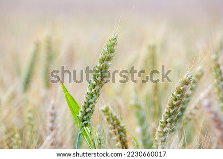 golden corn field in detail as harmonic nature background