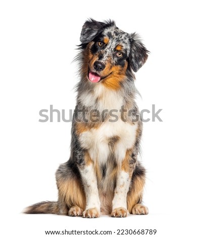 Blue merle australian shepherd panting mouth open looking at the camera, isolated on white Royalty-Free Stock Photo #2230668789