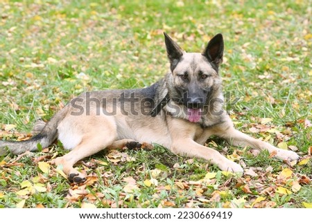 German shepherd dog full body photo on green grass background