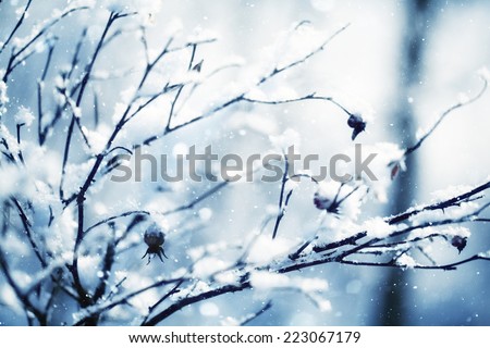 winter, snow on the branches of a tree, patterns