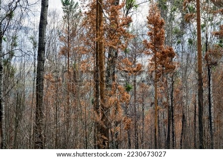 Fire-damaged forest, boreal forests. Burnt boreal forests. Wildfire low fire in a mixed forest with a predominance of pine Royalty-Free Stock Photo #2230673027