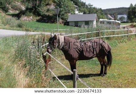 a horse grazes on a pasture in the heat wearing a protective cloak against the heat and flies Royalty-Free Stock Photo #2230674133