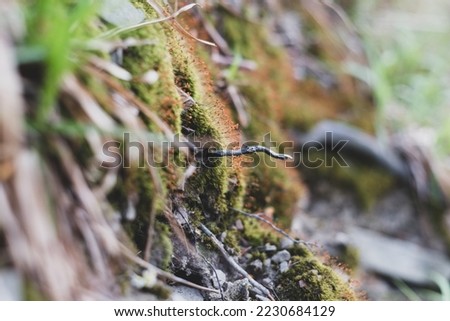 Photo of Wild moss growing in the forest. Close up. Selective focus. Vintage version.