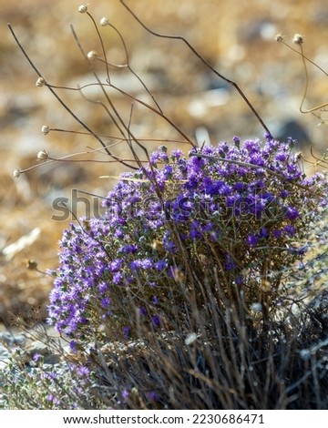 Blooming thyme in the mountains  Crete Greece. Thymus capitatus, woody perennial native to mountains of Crete, more commonly known as conehead thyme, Persian-hyssop, Spanish oregano, Thymbra capitata
