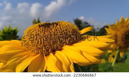 in the middle of the rice fields, sunflowers facing the sky