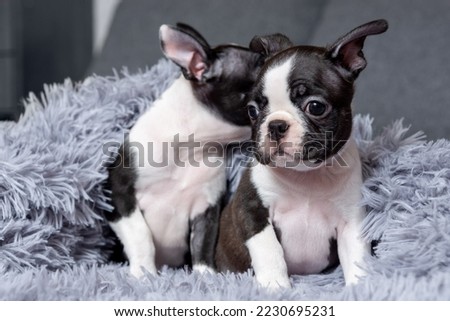 Two cute two-month-old Boston Terrier puppies are sitting in a blanket on the bed