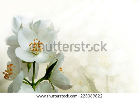  flowers jasmine