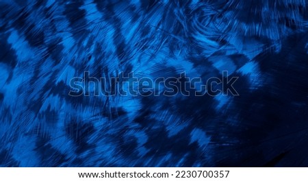 blue hawk feathers with visible detail. background or texture
