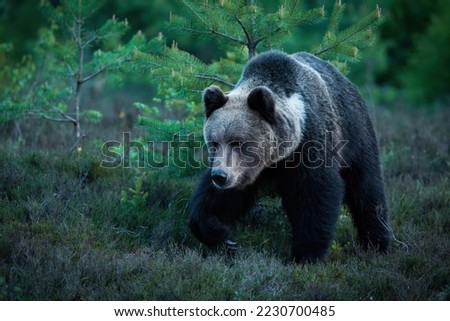 Brown bear walking in woodland in summer dark night