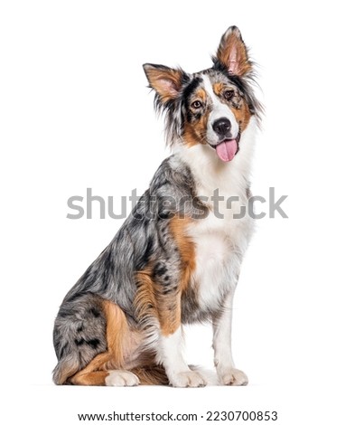 Blue merle Australian Shepherd panting mouth open looking at the camera, isolated on white