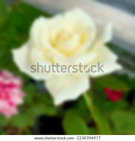 blurred photo of white rose
