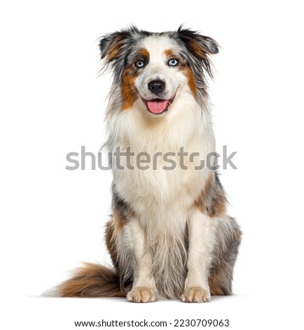 Blue merle australian shepherd panting mouth open facing at the camera, isolated on white Royalty-Free Stock Photo #2230709063