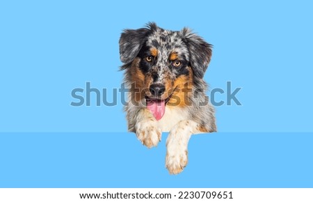 Australian Shepherd dog Panting mouth open with dangling paws over a blank white panel, looking at the camera