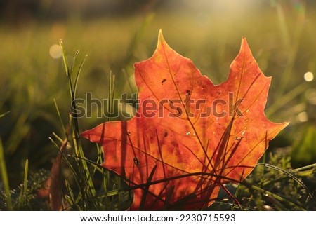 Beautiful fallen leaf among green grass outdoors on sunny autumn day, closeup