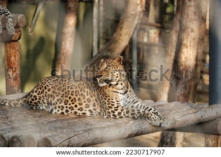 a gorgeous picture of a leopard