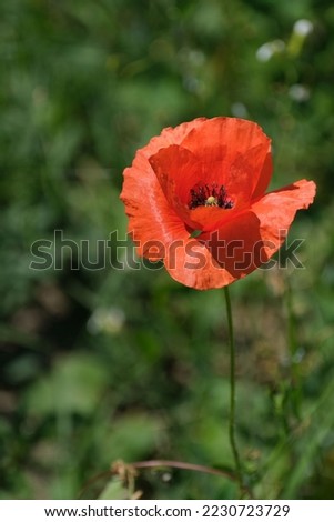 Red flower in nature, close up flower head, red poppy in the wild