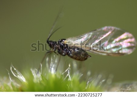Macro from a small fly sitting on moss with green and brown background