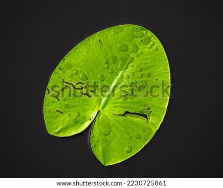 Lilly Pad In Lago Di Fimon Italy Royalty-Free Stock Photo #2230725861