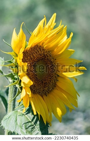 a sunflower in a field in full sun