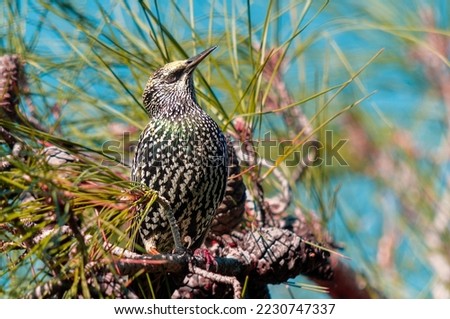 Starlings from their migration journey feed and rest in the pine tree