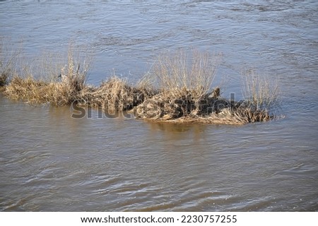 spring, the river overflowed its banks, only tufts of grass were sticking out in some places