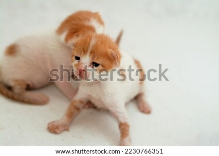A portrait of newborn little adorable stray Egyptian kittens isolated on white background, selective focus of little tiny semi owned patchy cats white colored with beige patches