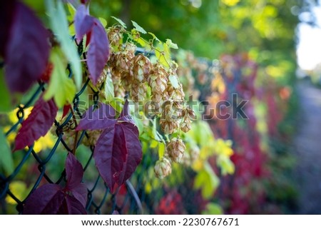 A beautiful fence with colorful autumn leaves in the sunshine 