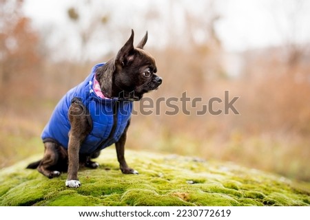 A dog of the Chihuahua breed is wearing a blue vest. A very cute dog is sitting on a stone covered with moss against a background of blurred trees. The photo is blurred