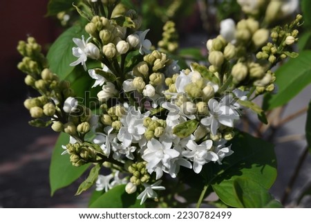 Macro photo of  beautiful double-white flowers and lemon-yellow buds of the  Syringa (lilac), growing outdoor. Flowering woody plant in a garden Royalty-Free Stock Photo #2230782499