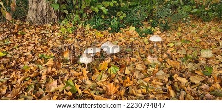 Autumn picture with mushrooms in it. Resting place for the flies. Rosmalen November 15, 2022