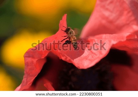 Honey bee landing on a pink poppy flower with yellow flowers in the background