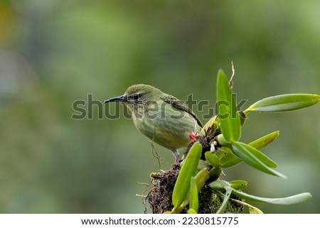 Close up view of a cute Red-legged Honeycreeper (Cyanerpes cyaneus) perched on a branch with a blurred green background