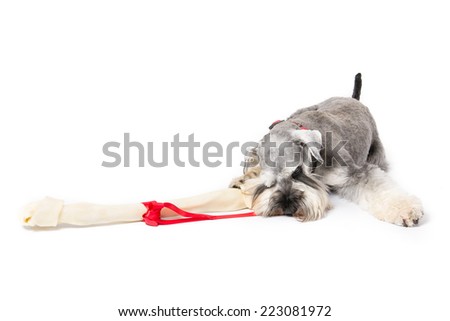 Picture of a  miniature schnauzer sitting on a white background with a large bone.