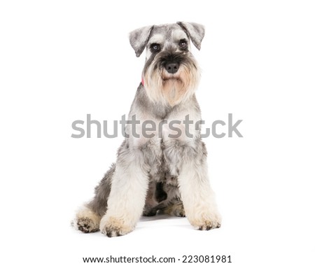 Picture of a  miniature schnauzer sitting on a white background