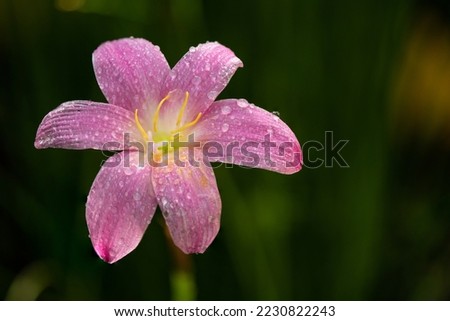 Rain lily or zephyranthes flower on nature background. Royalty-Free Stock Photo #2230822243