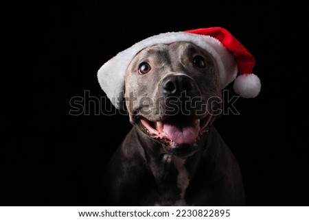 Pit bull blue nose dog with red Santa Claus hat. Isolated on black background for Christmas. Low light. Waiting for Santa Claus to arrive. Selective focus.