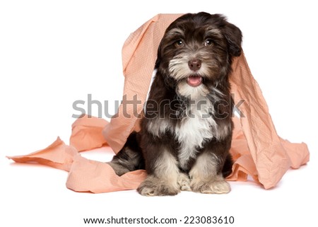 Funny smiling dark chocolate havanese puppy dog is playing with peach toilet paper, isolated on white background