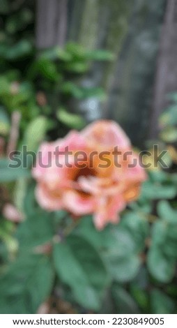 defocused abstract background of dried-up orange roses