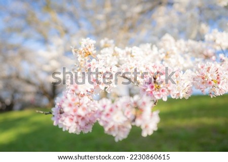 beautiful cherry blossoms in the garden