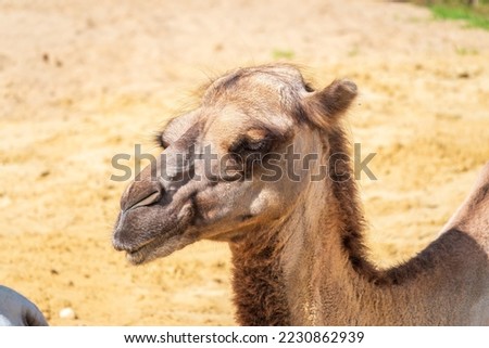 Portrait of a camel resting on sand. Camel laying on the sand resting