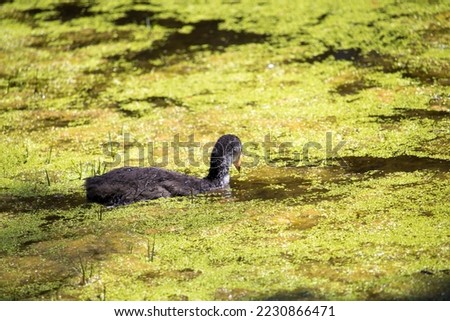 A small fluffy grey Eurasian Coot (Fulica atra) chick is swimming in the blue lake covered with green algae in Dalyellup near Bunbury Western Australia on a sunny late afternoon in spring. Royalty-Free Stock Photo #2230866471
