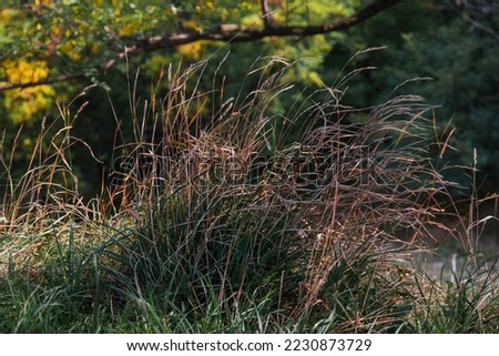 Grass on a blurry background. Dried grass in a field under the sunlight in autumn on a blurry background. A picture of dry grass in a field flooded with sunlight, on a blurry background.