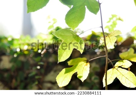 maple leaf, maple leaves or green leaf or Acer saccharum Marsh in soft focus