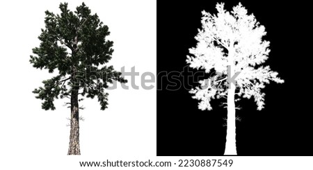 Loblolly Pine Tree isolated on white background with alpha clipping mask Royalty-Free Stock Photo #2230887549