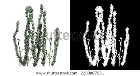 Pond Weed isolated on white background with alpha clipping mask