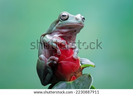 green tree frog sitting on flower bud, green tree frog side view, animal closeup
