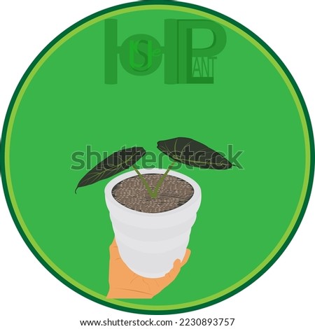 Alocasia Black Velvet houseplant vector illustration